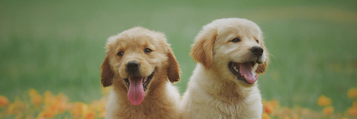 Permalink zu:Welpenschule