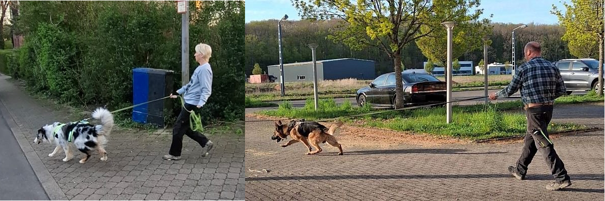 Permalink zu:Mantrailing: Immer der Nase nach!